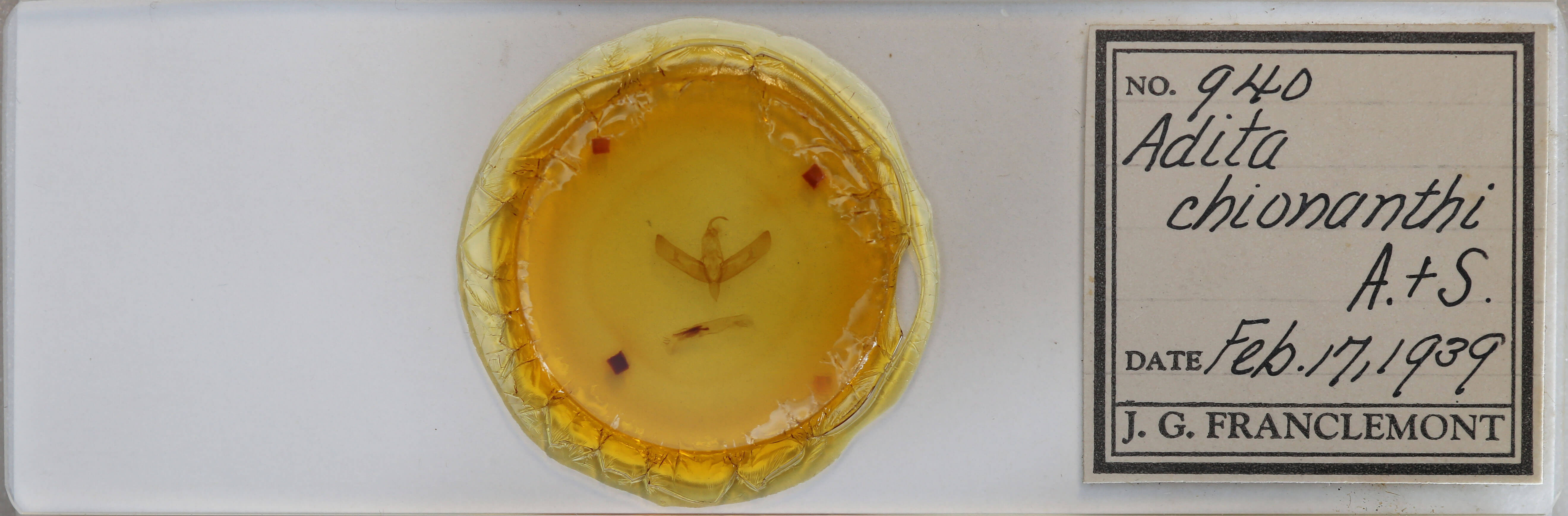 slide view of adult Sympistis chionanthi