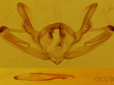 genitalia view of adult Aethalura intertexta