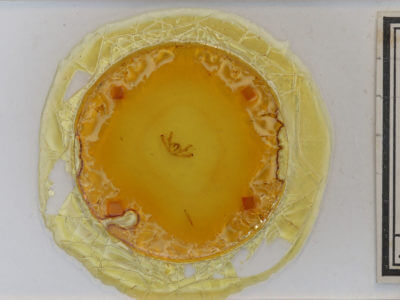 slide view of adult Aethalura intertexta