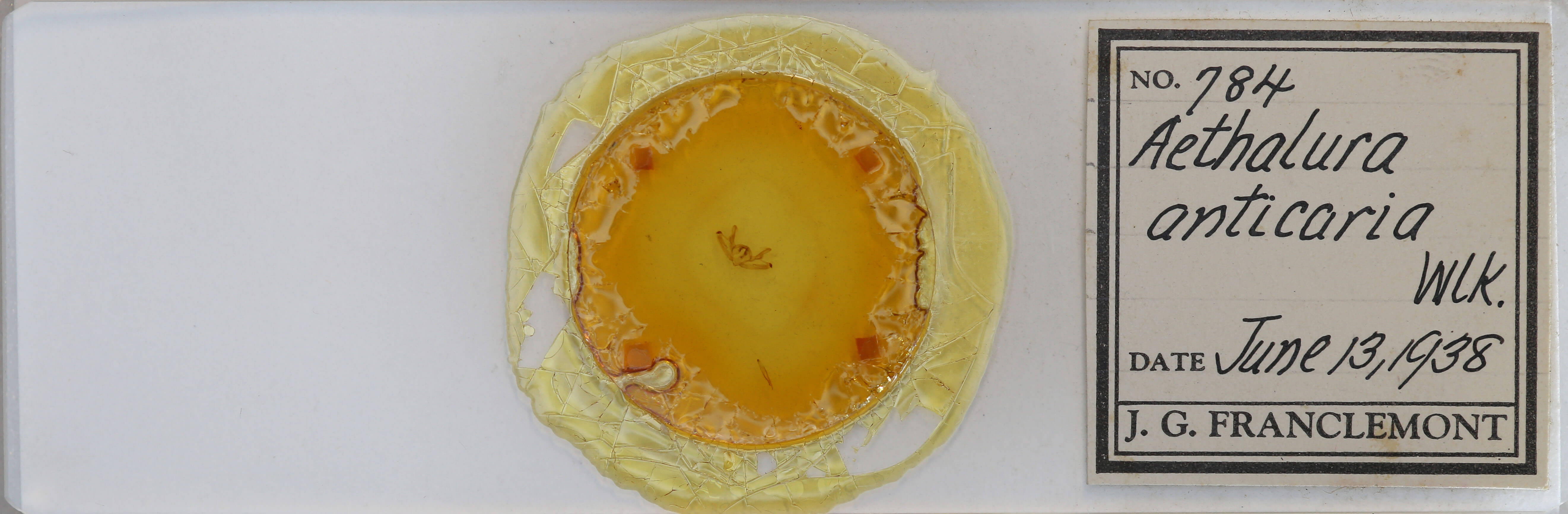 slide view of adult Aethalura intertexta