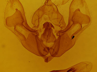 genitalia view of adult Dichonia aeruginea