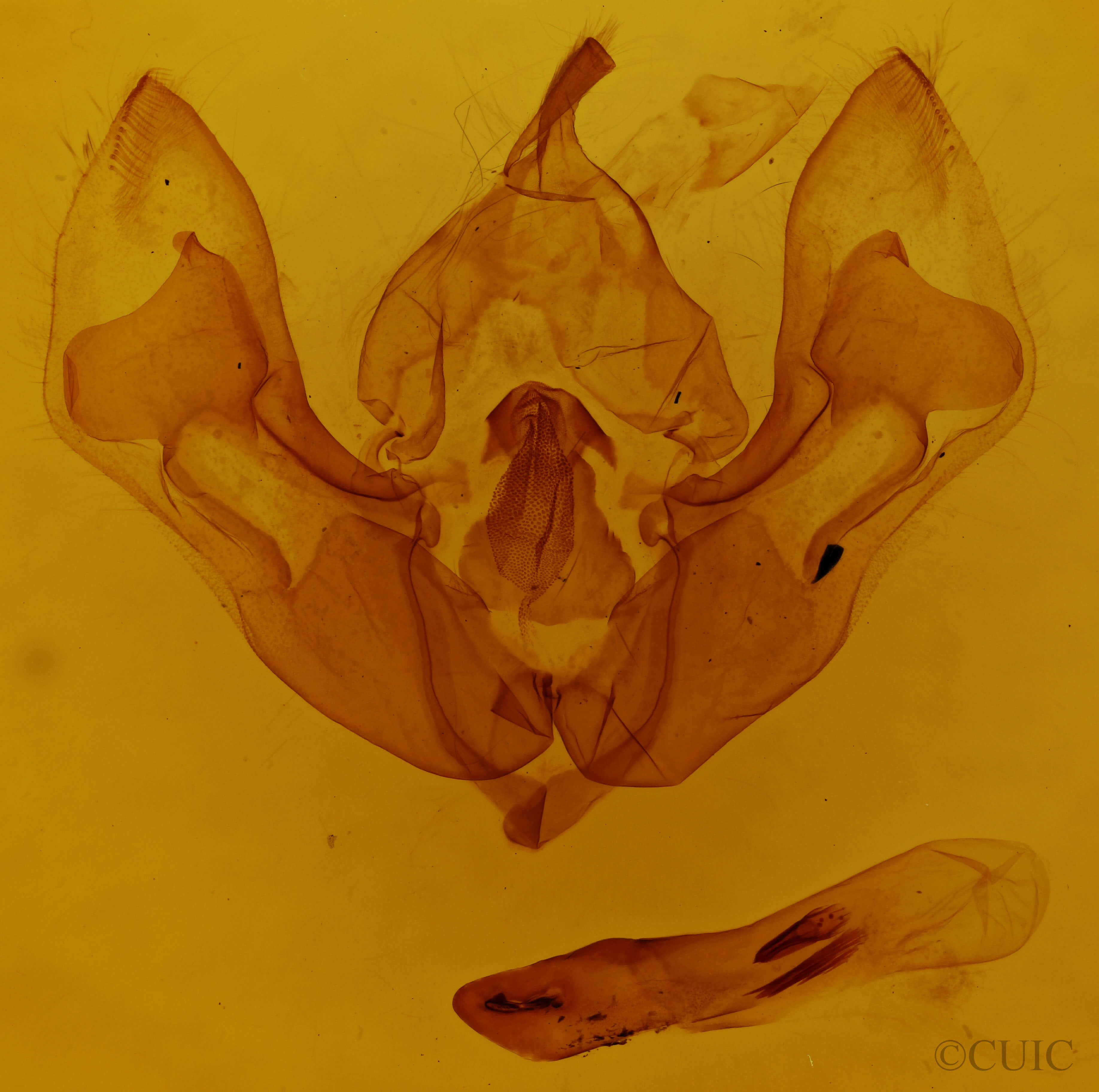 genitalia view of adult Dichonia aeruginea