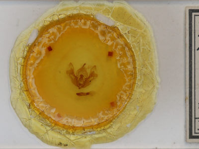 slide view of adult Dichonia aeruginea