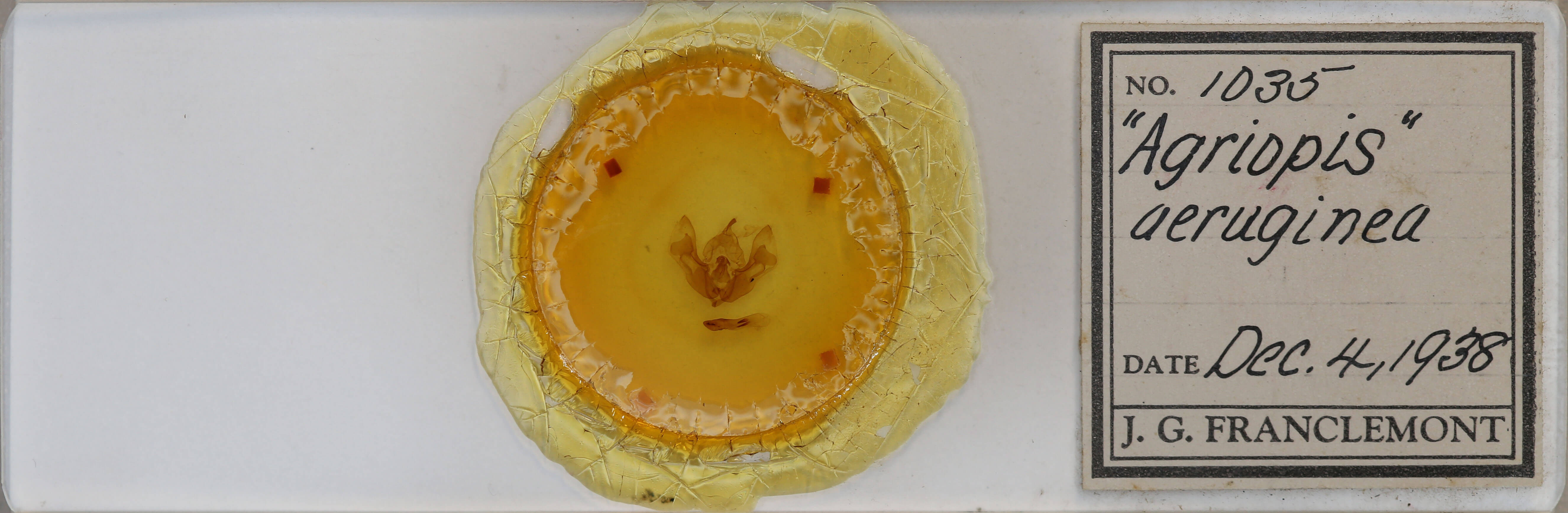 slide view of adult Dichonia aeruginea