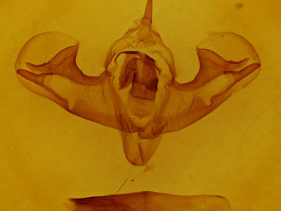 genitalia view of adult Griposia aprilina
