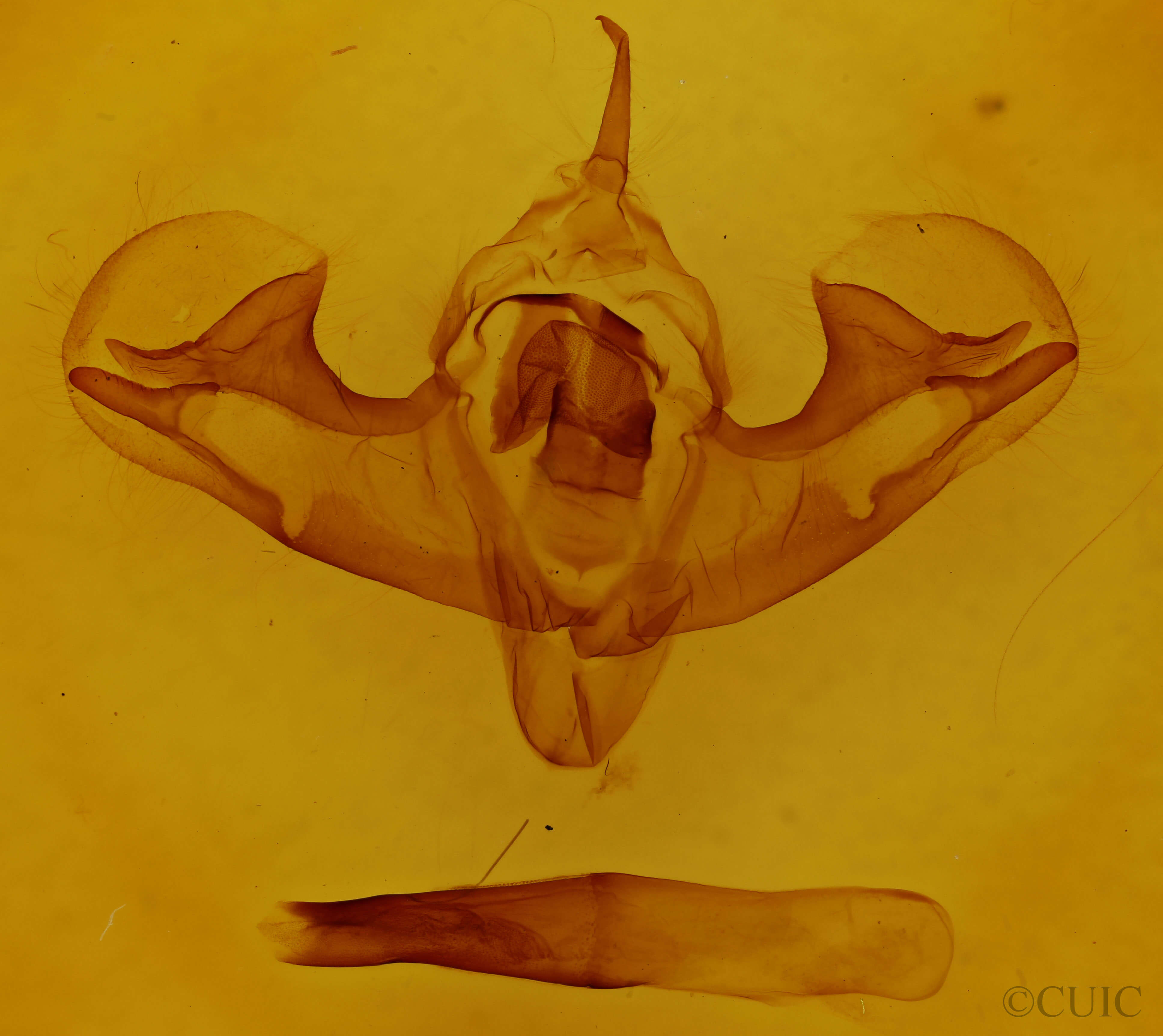 genitalia view of adult Griposia aprilina