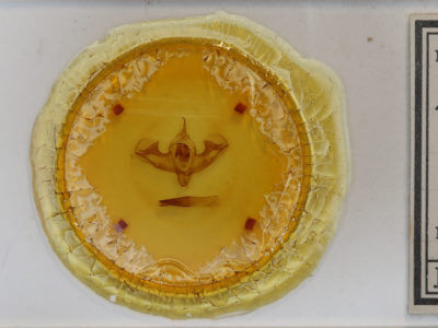 slide view of adult Griposia aprilina