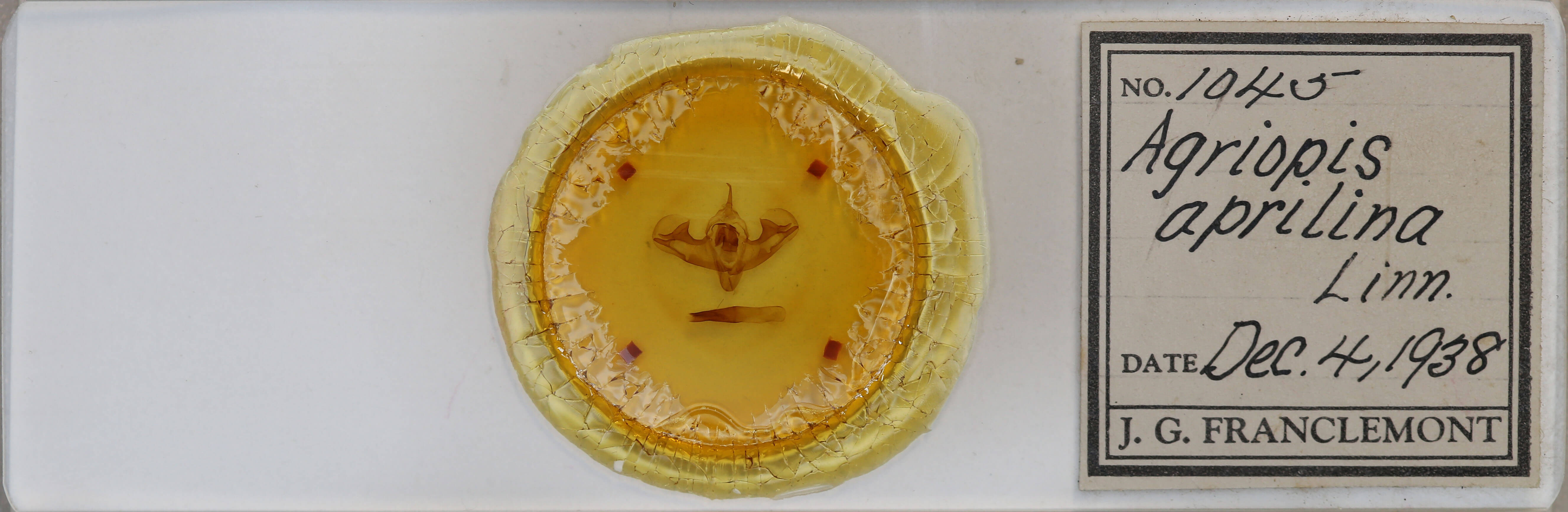 slide view of adult Griposia aprilina