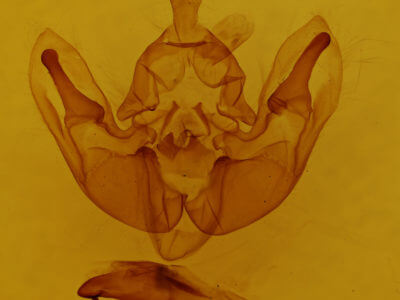 genitalia view of adult Dichonia convergens