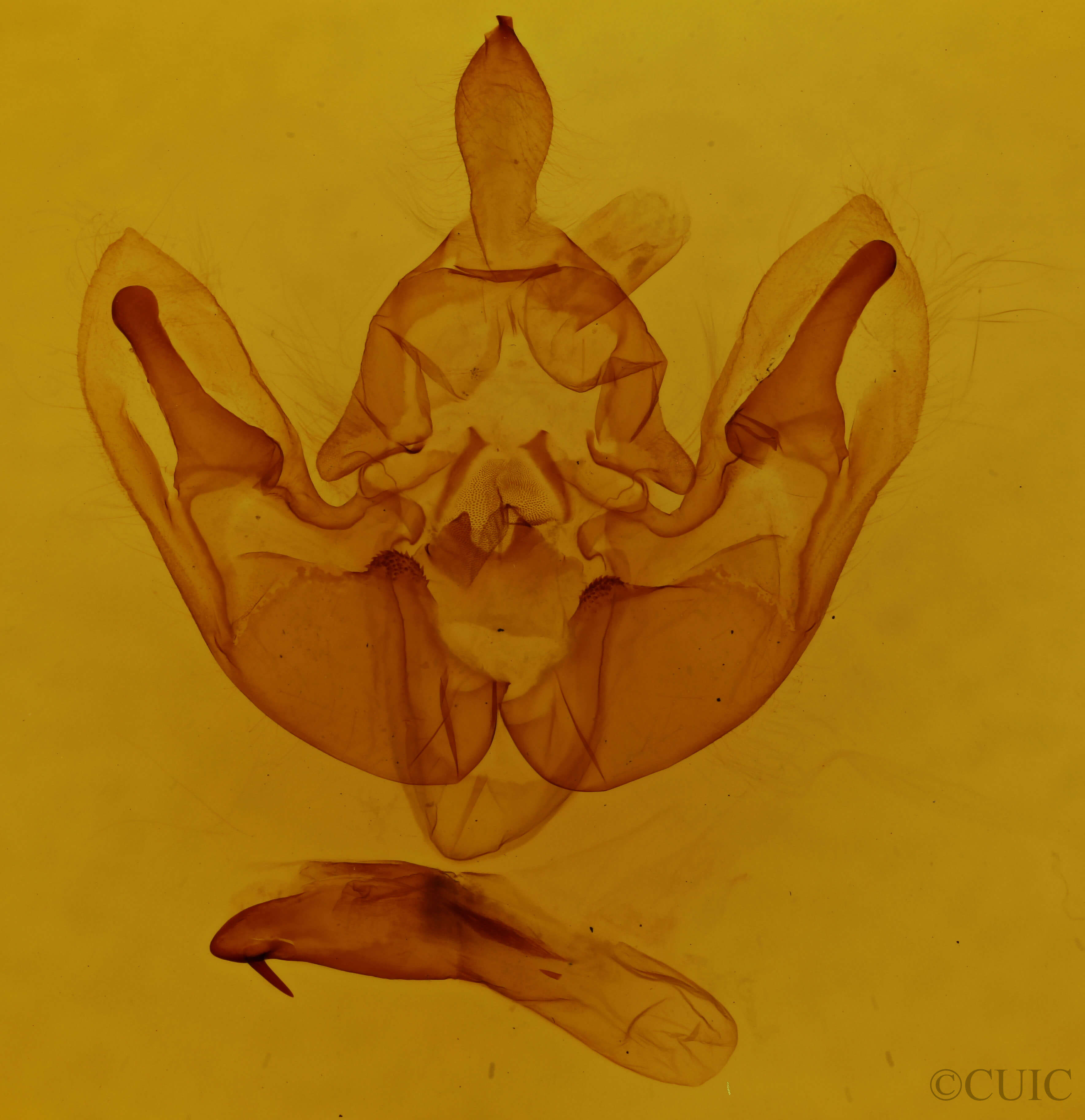 genitalia view of adult Dichonia convergens