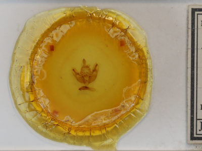 slide view of adult Dichonia convergens