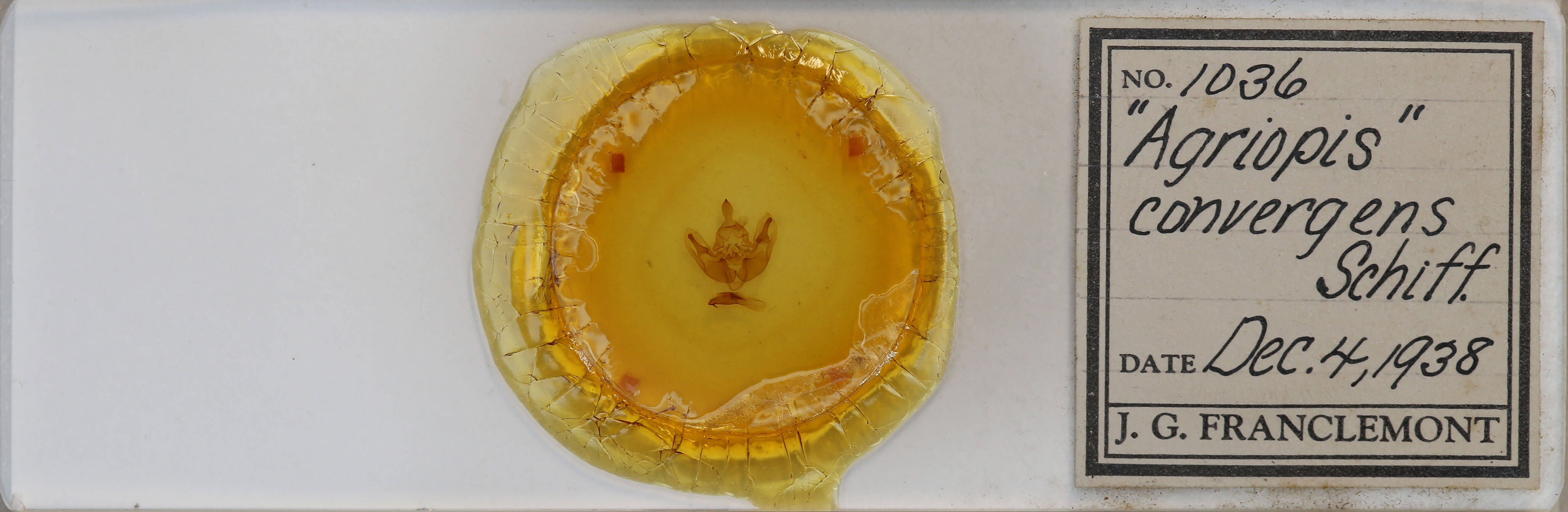 slide view of adult Dichonia convergens