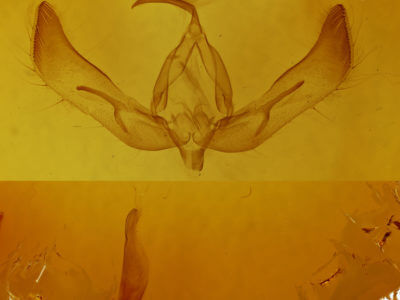 genitalia view of adult Feltia subterranea