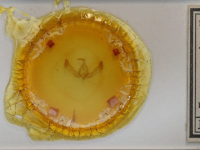 slide view of adult Feltia subterranea