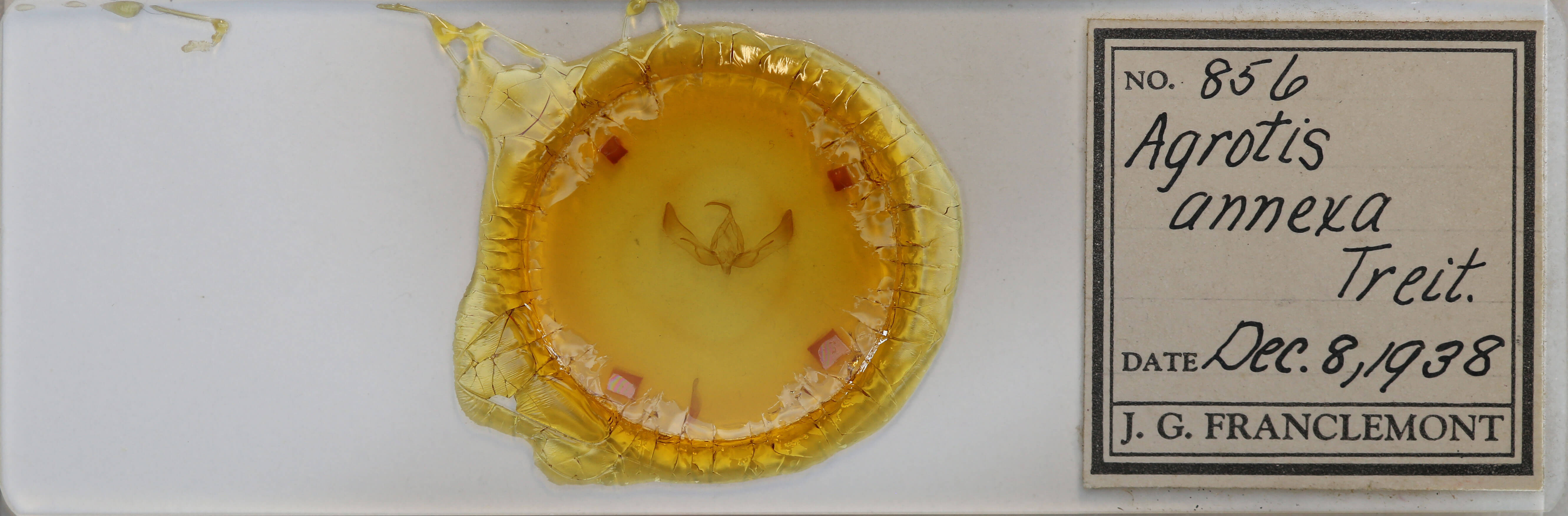 slide view of adult Feltia subterranea