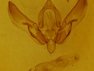 genitalia view of adult Agrotis volubilis