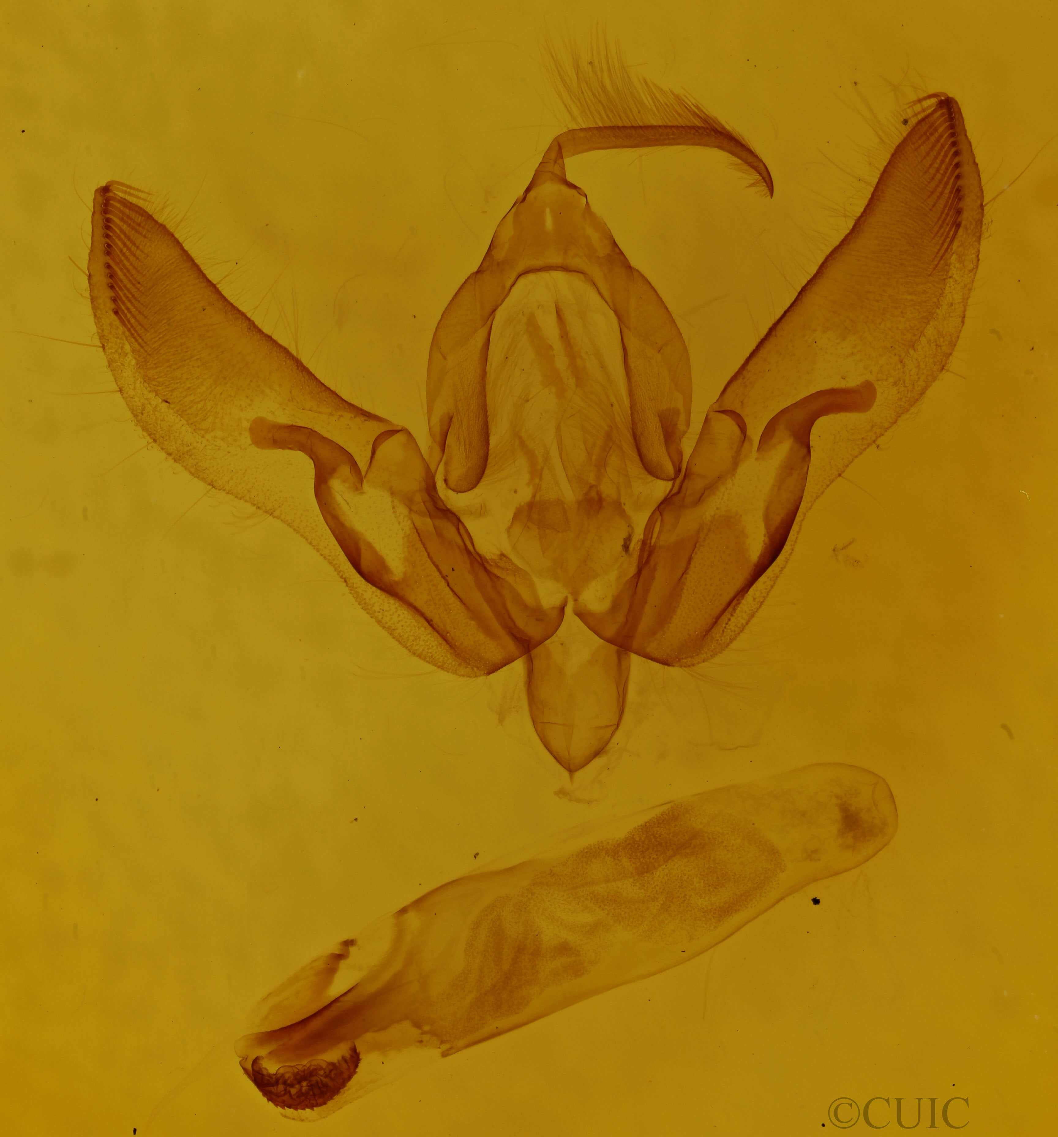 genitalia view of adult Agrotis volubilis