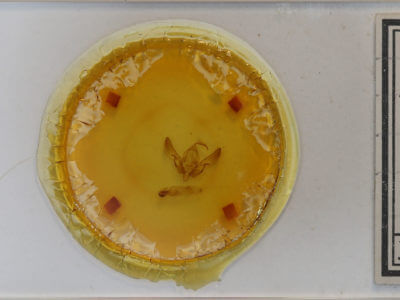 slide view of adult Agrotis volubilis