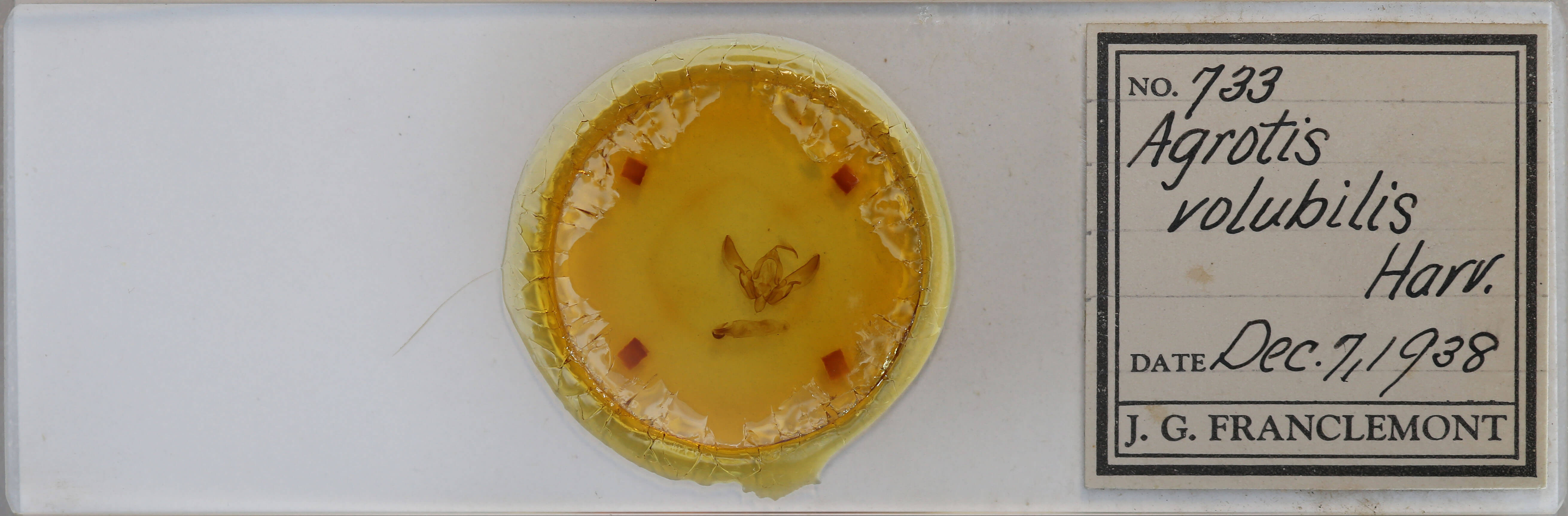 slide view of adult Agrotis volubilis