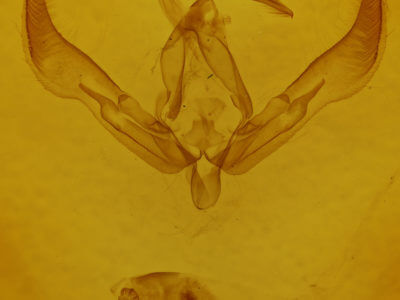 genitalia view of adult Agrotis ipsilon