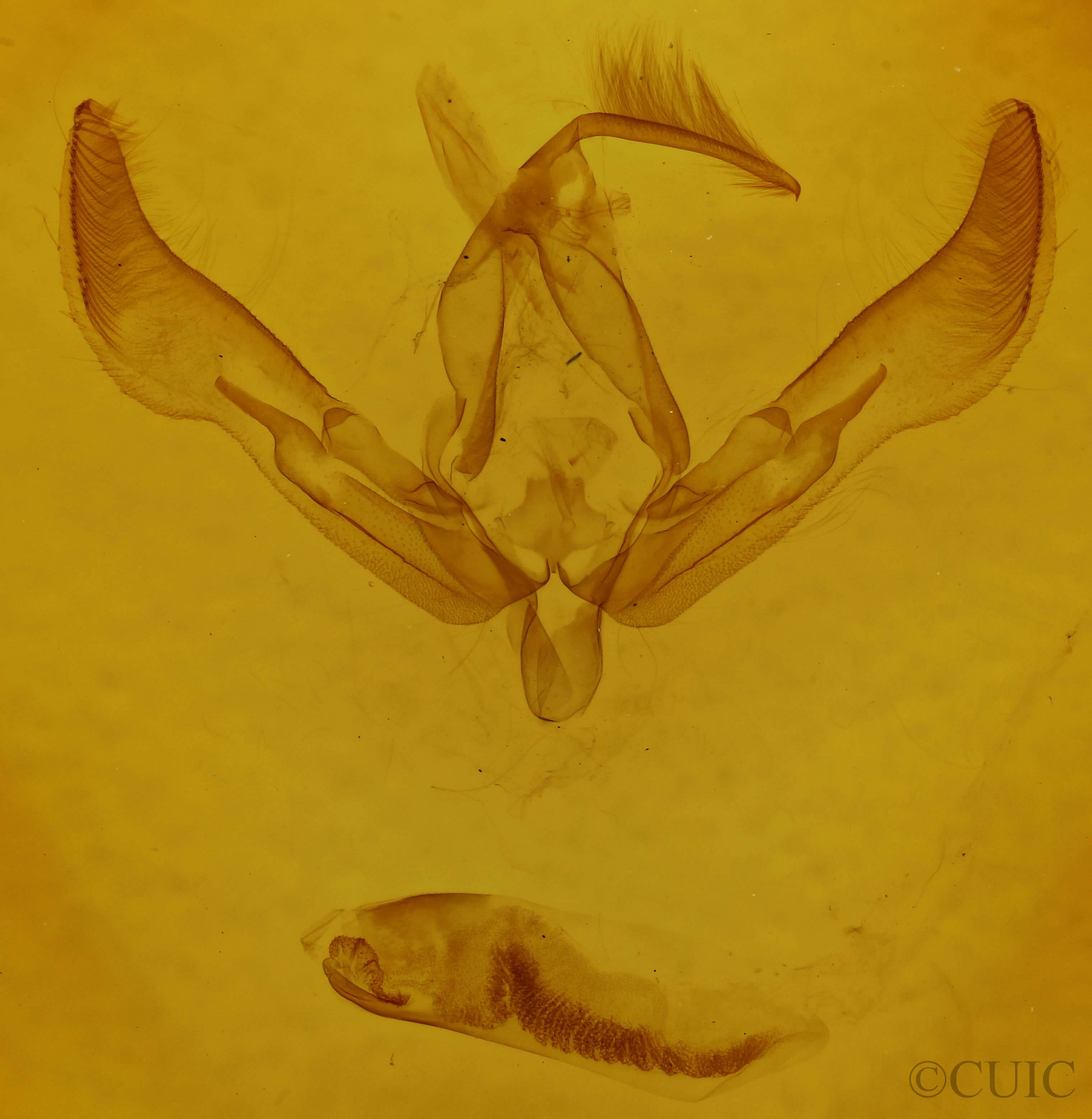 genitalia view of adult Agrotis ipsilon