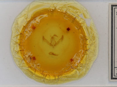 slide view of adult Agrotis ipsilon