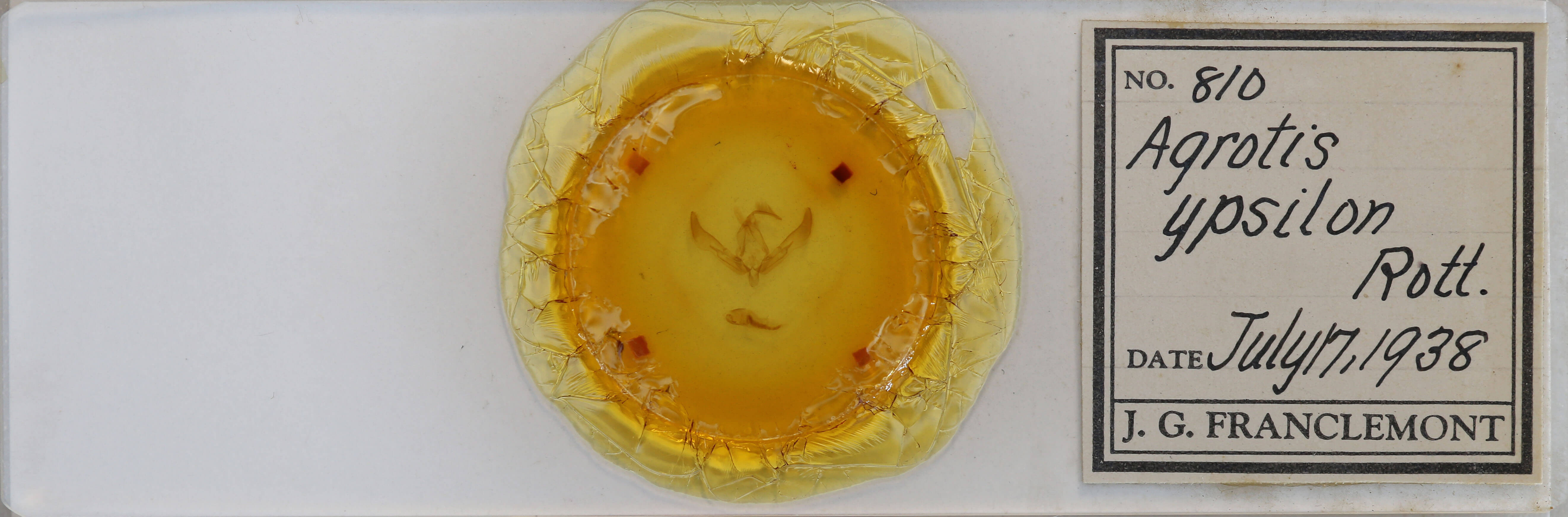 slide view of adult Agrotis ipsilon