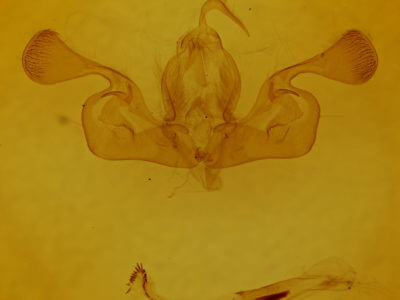 genitalia view of adult Mythimna oxygala