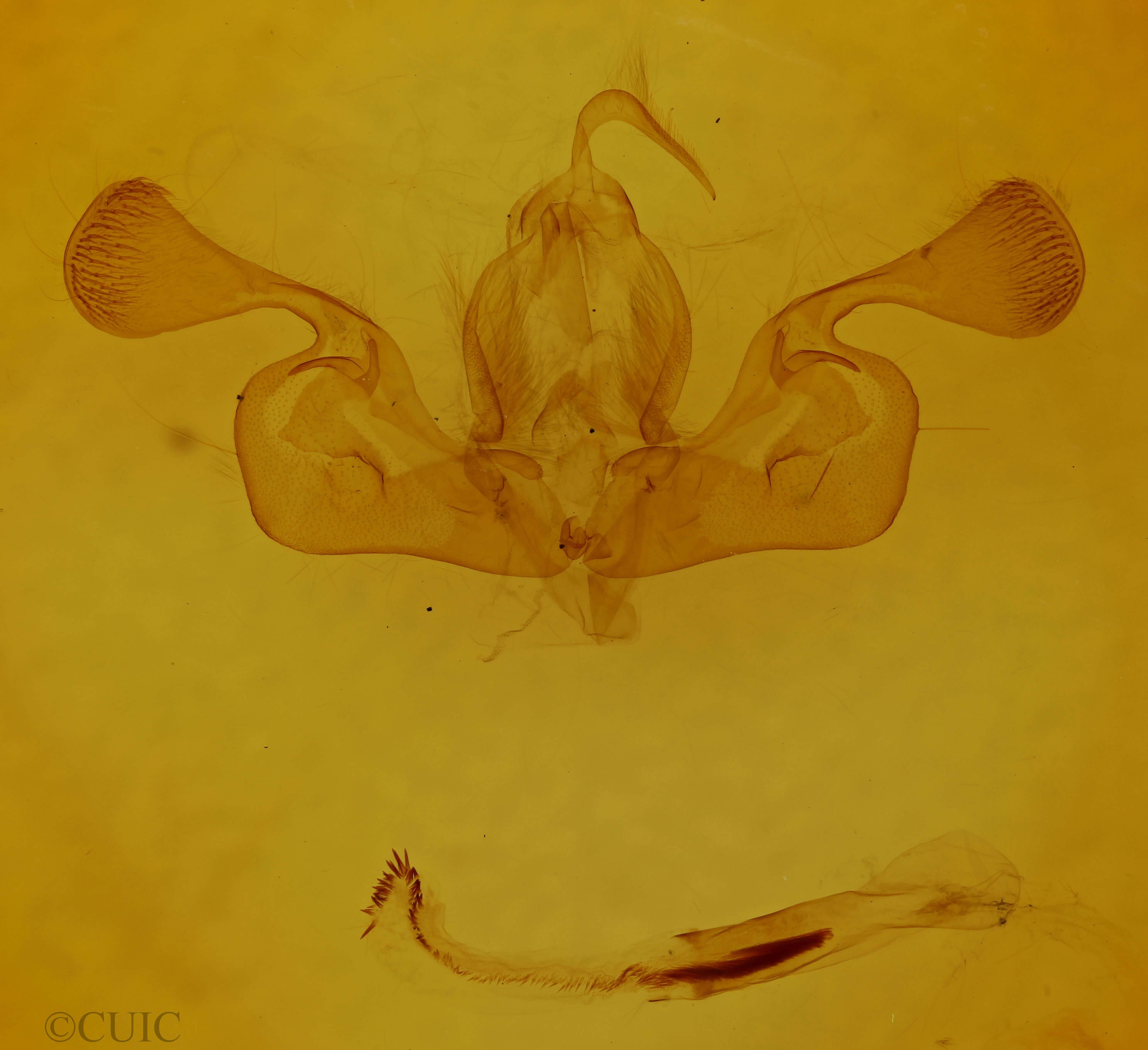 genitalia view of adult Mythimna oxygala
