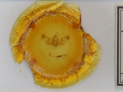 slide view of adult Mythimna oxygala