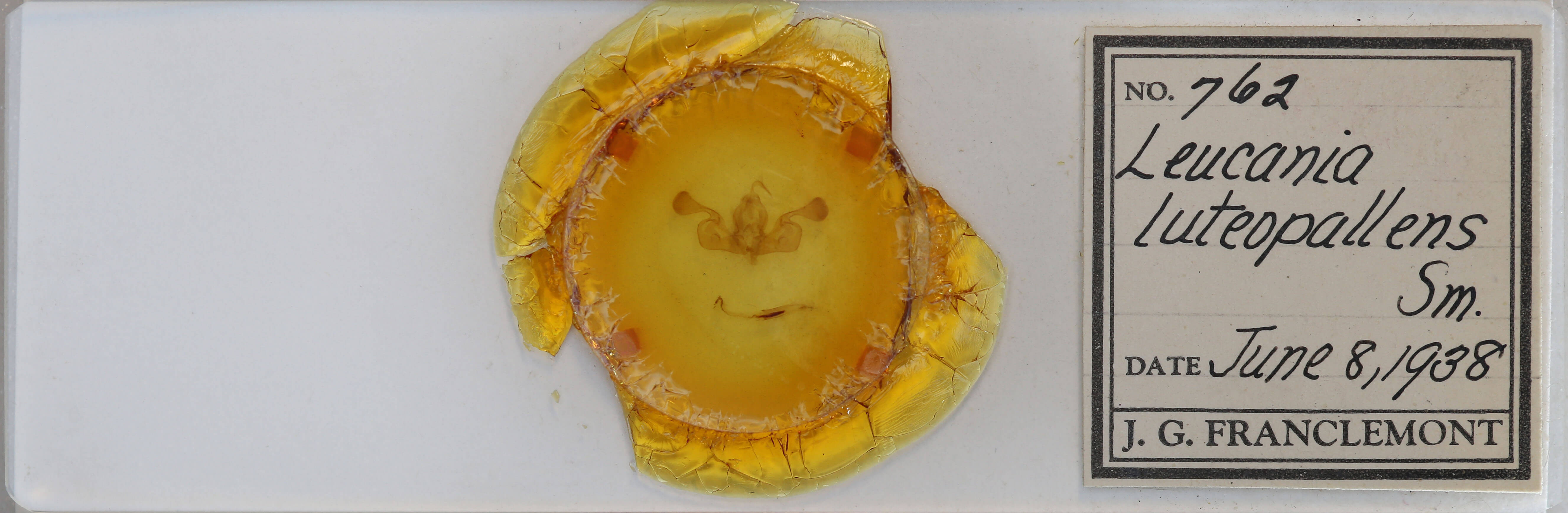 slide view of adult Mythimna oxygala