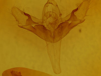 genitalia view of adult Allagrapha aerea