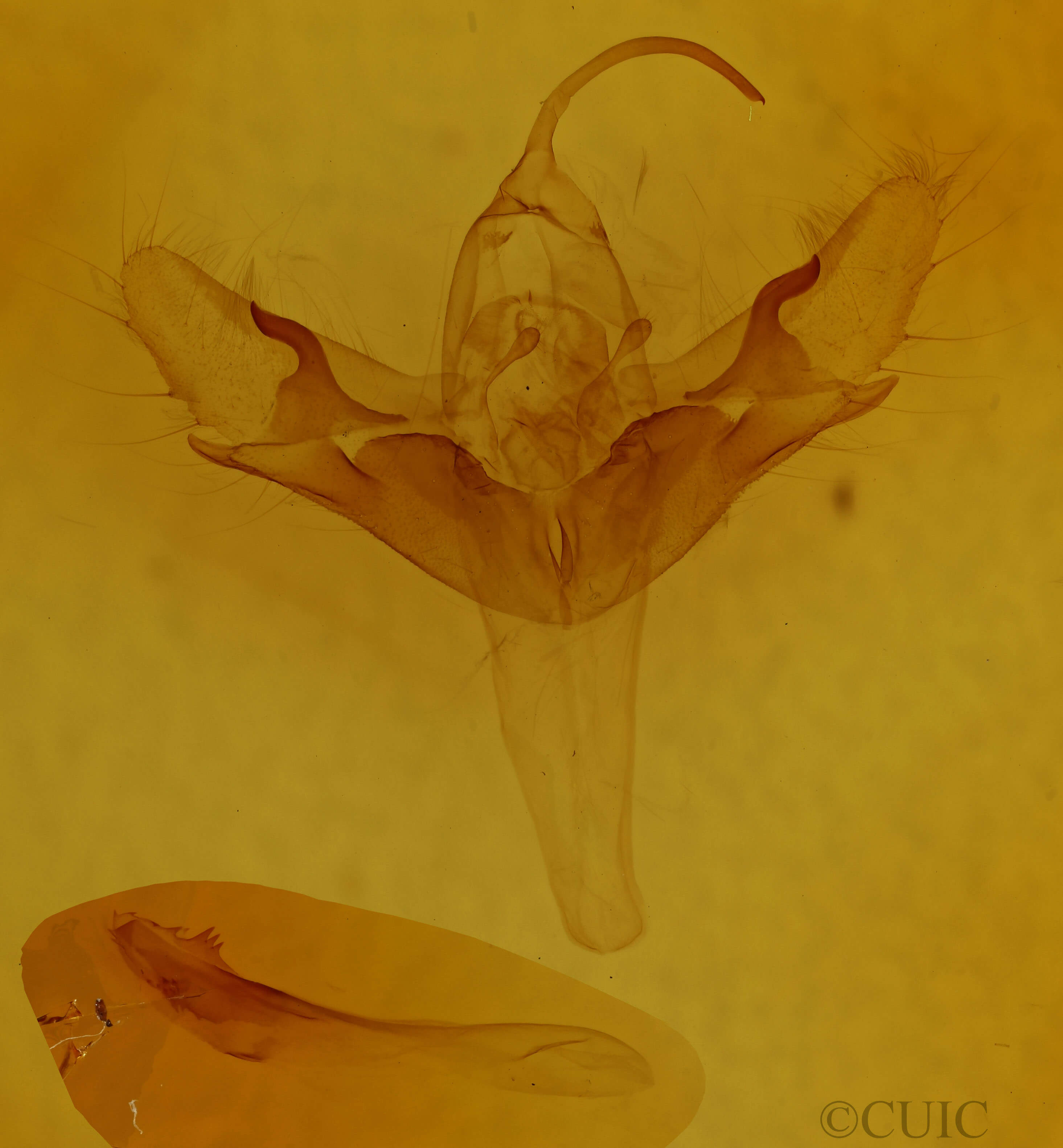 genitalia view of adult Allagrapha aerea