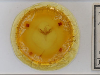 slide view of adult Allagrapha aerea