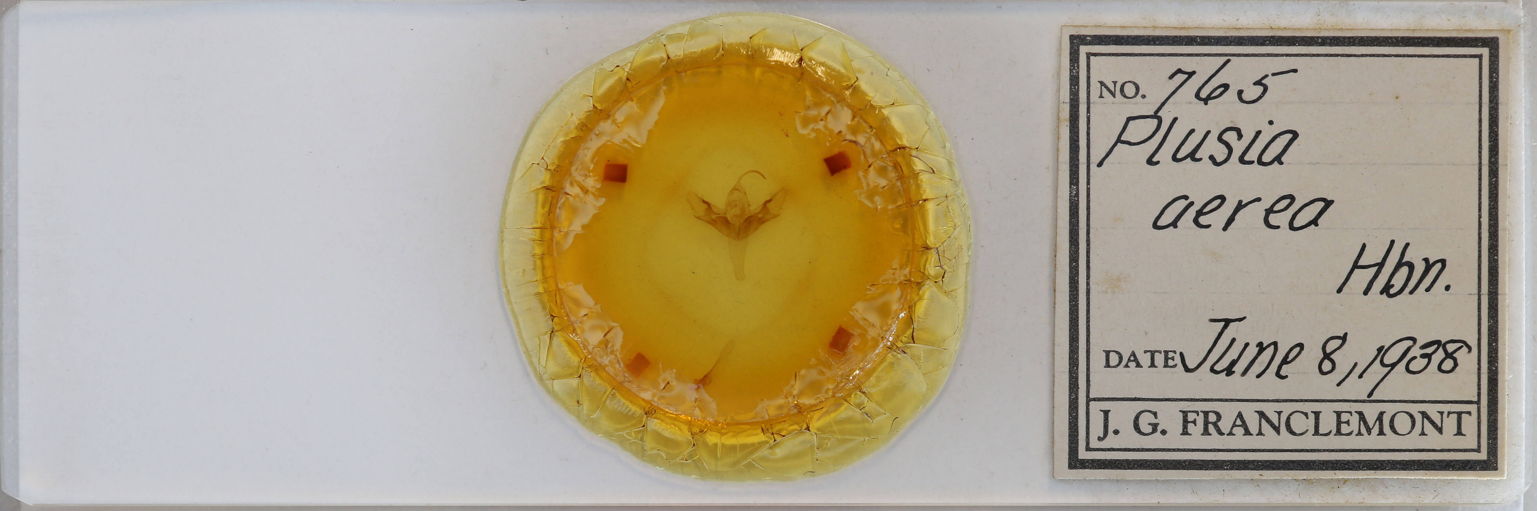 slide view of adult Allagrapha aerea