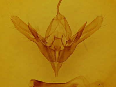 genitalia view of adult Diachrysia aereoides