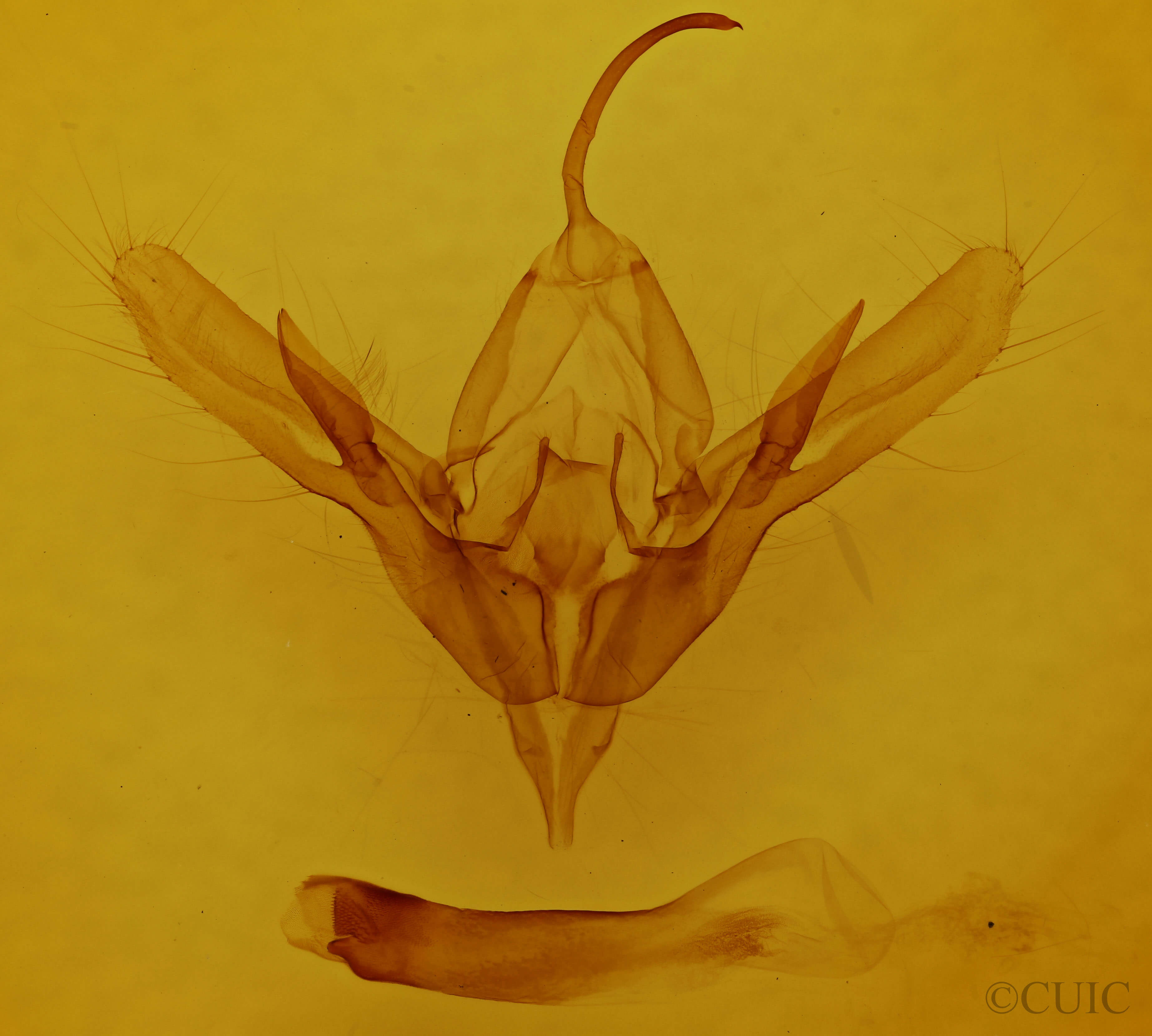 genitalia view of adult Diachrysia aereoides