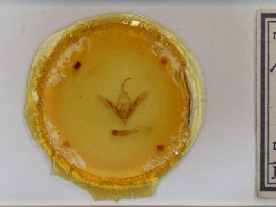 slide view of adult Diachrysia aereoides