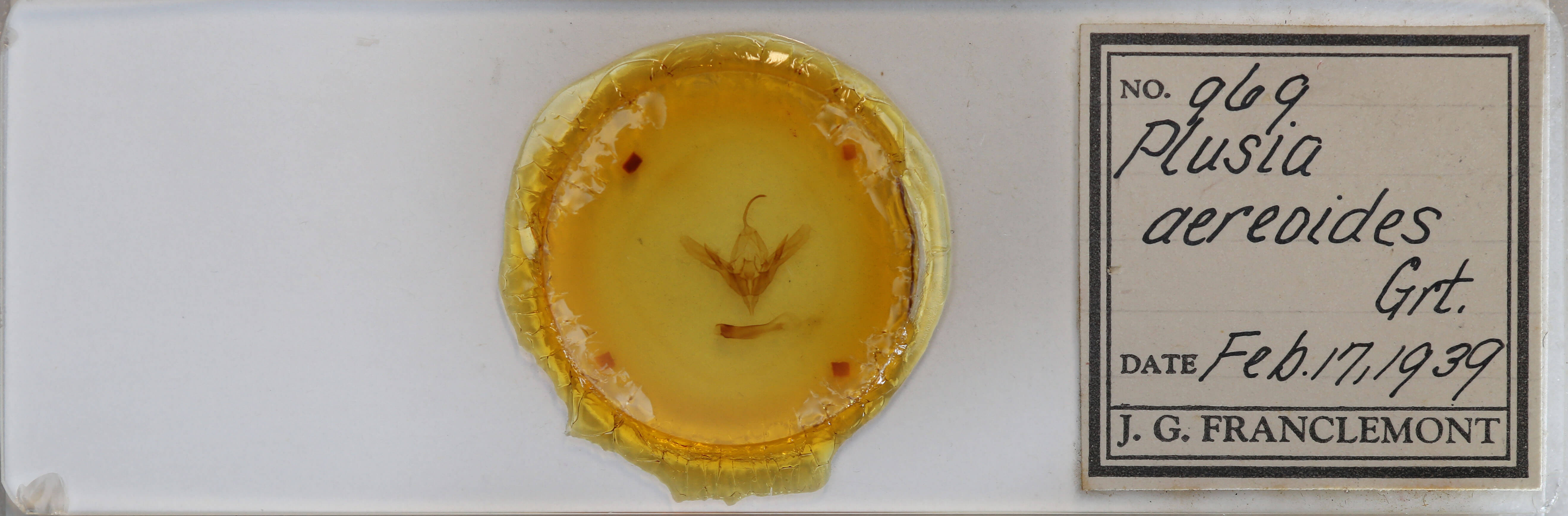 slide view of adult Diachrysia aereoides