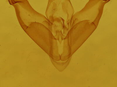 genitalia view of adult Amolita fessa