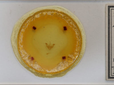 slide view of adult Amolita fessa