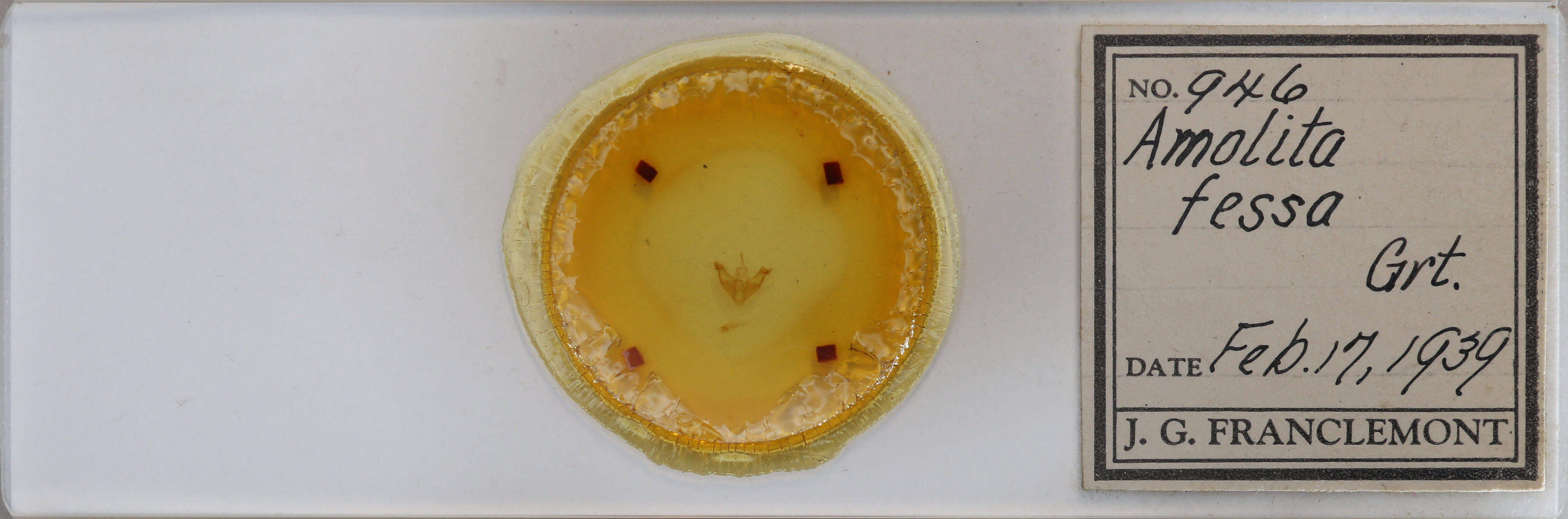 slide view of adult Amolita fessa