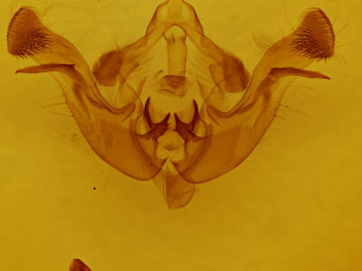 genitalia view of adult Amphipoea americana