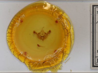 slide view of adult Amphipoea americana