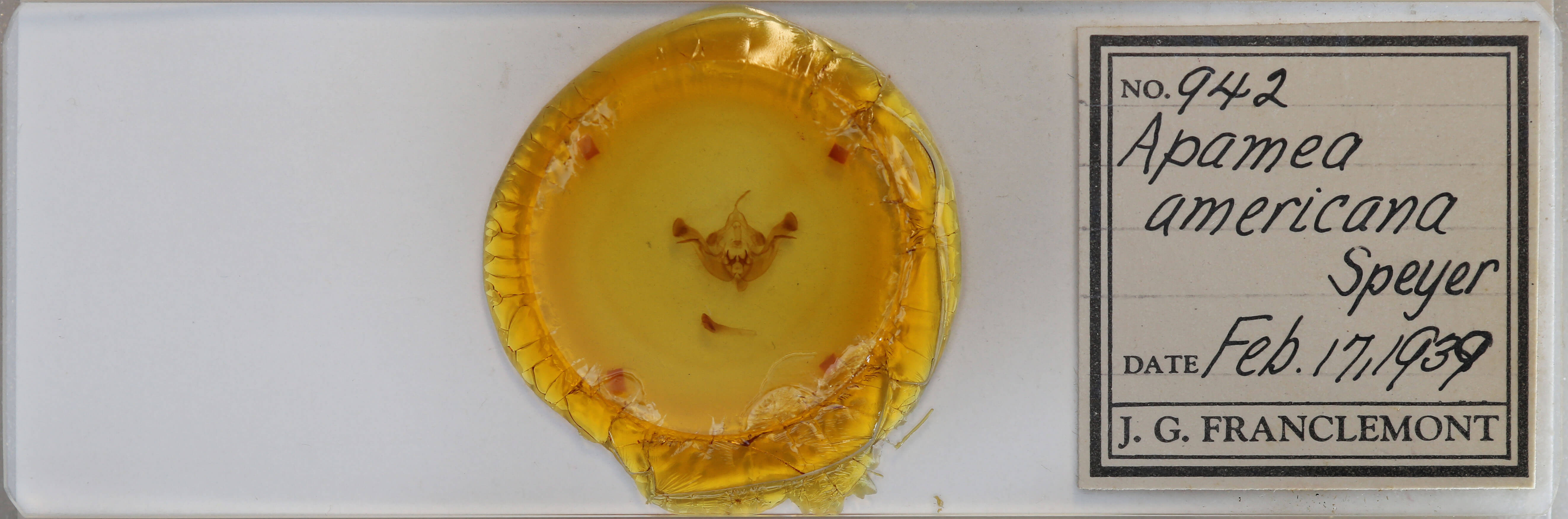 slide view of adult Amphipoea americana