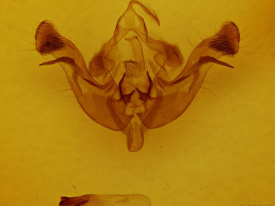 genitalia view of adult Amphipoea americana
