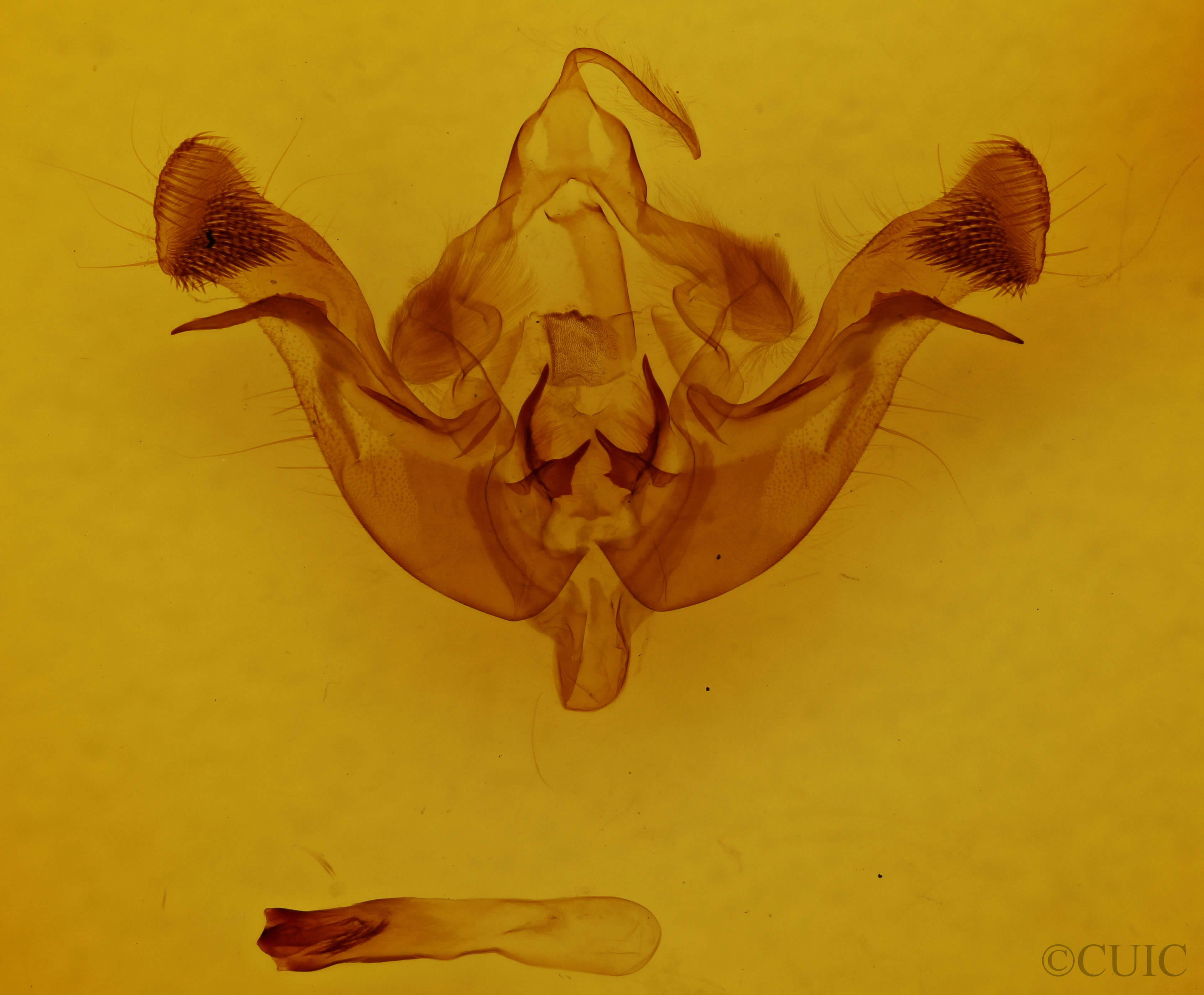 genitalia view of adult Amphipoea americana