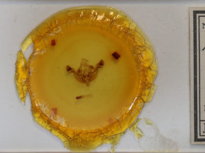 slide view of adult Amphipoea americana