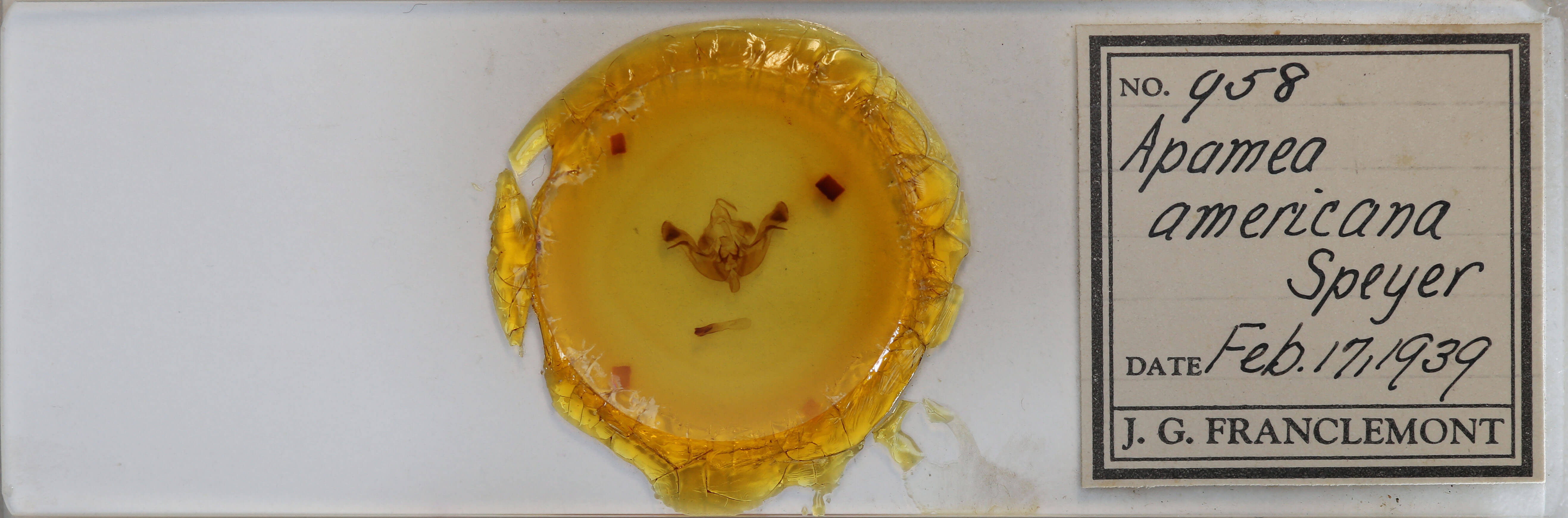 slide view of adult Amphipoea americana