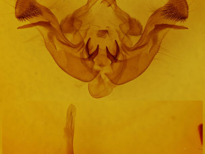 genitalia view of adult Amphipoea americana
